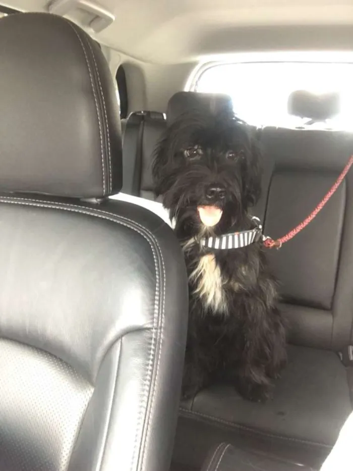 Cachorro ra a Sem raça definida idade 2 anos nome Neguinho