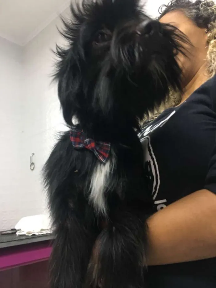 Cachorro ra a Sem raça definida idade 2 anos nome Neguinho