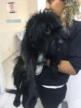 Neguinho