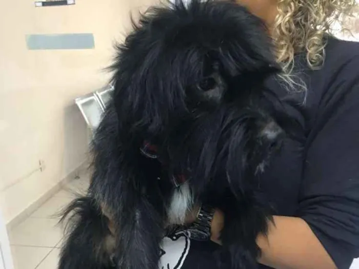 Cachorro ra a Sem raça definida idade 2 anos nome Neguinho