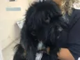 Neguinho