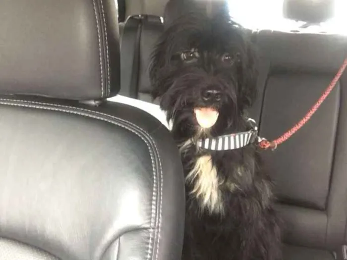 Cachorro ra a Sem raça definida idade 2 anos nome Neguinho