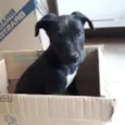 Hugo