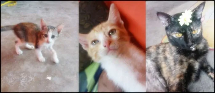 Gato raça Sem raça idade 1 ano nome Aimi  e filhotes