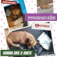 Hanna
