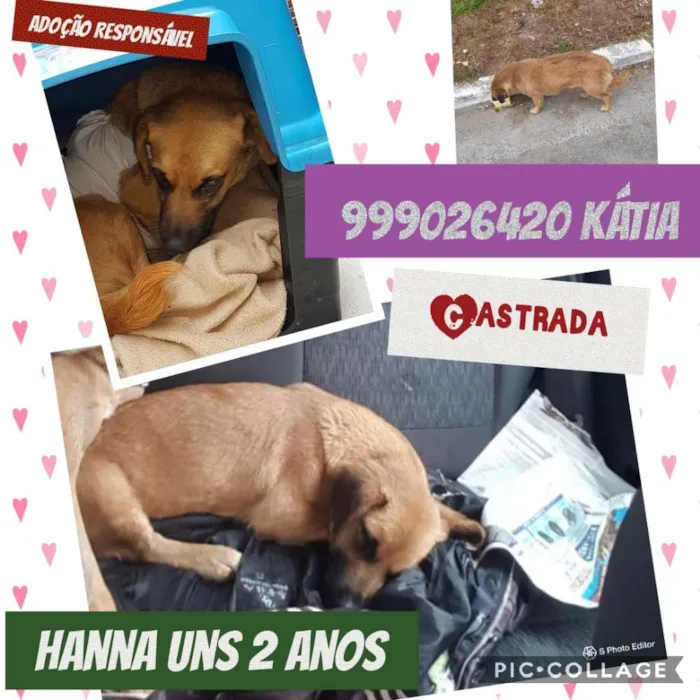 Cachorro ra a Srd idade 1 ano nome Hanna