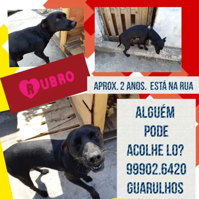 Cachorro ra a Srd idade 2 anos nome Rubro
