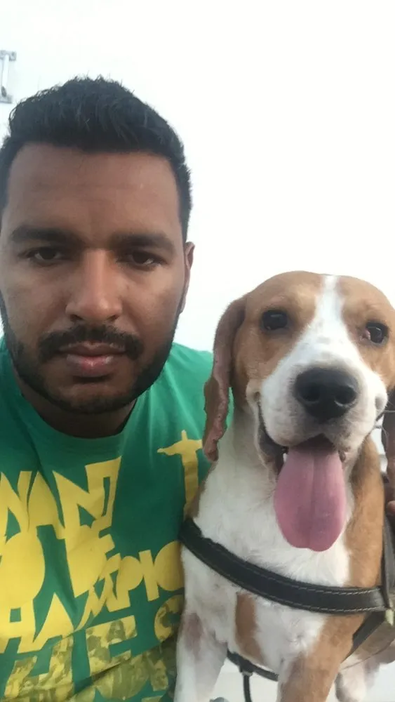 Cachorro ra a Beagle idade 2 anos nome Ozzy