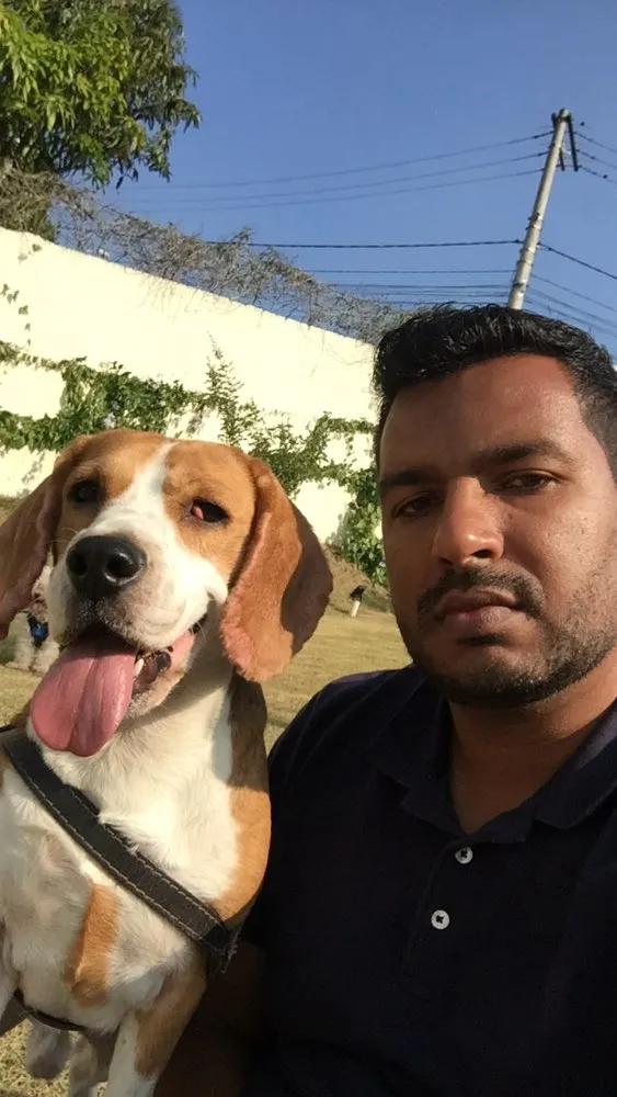 Cachorro ra a Beagle idade 2 anos nome Ozzy