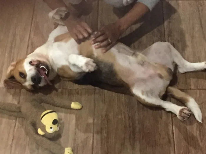 Cachorro ra a Beagle idade 2 anos nome Ozzy