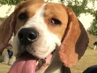 Cachorro ra a Beagle idade 2 anos nome Ozzy