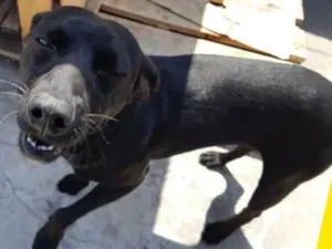 Cachorro raça Srd idade 2 anos nome Rubro