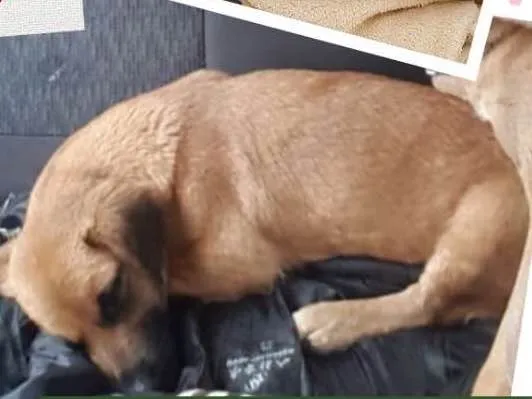 Cachorro ra a Srd idade 1 ano nome Hanna