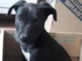 Hugo