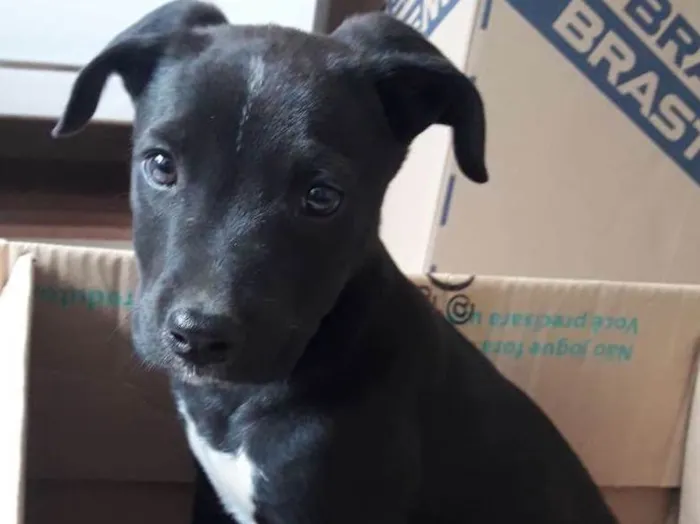 Cachorro ra a Vira lata idade 2 a 6 meses nome Hugo