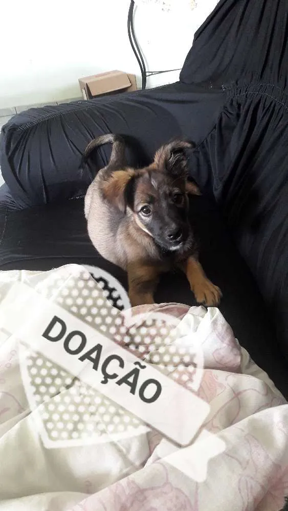Cachorro ra a Vira lata com pastor alemão idade 2 a 6 meses nome Puff