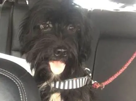 Cachorro ra a Sem raça definida idade 2 anos nome Neguinho