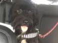 Neguinho