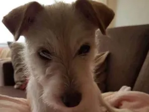 Cachorro raça Indefinido idade 2 a 6 meses nome Flor