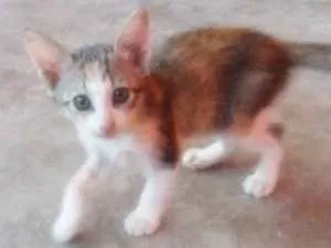 Gato raça Sem raça idade 1 ano nome Aimi  e filhotes
