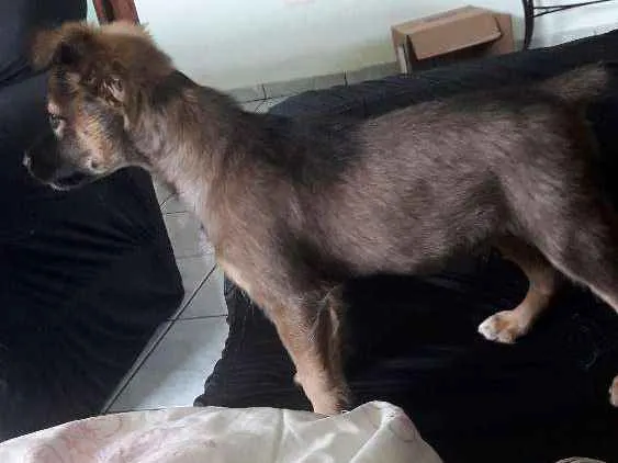 Cachorro ra a Vira lata com pastor alemão idade 2 a 6 meses nome Puff