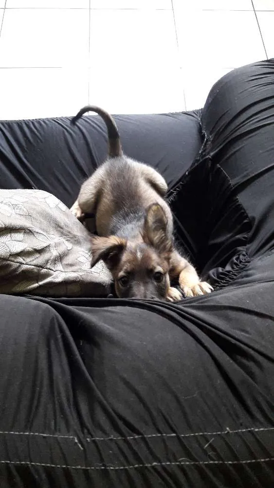 Cachorro ra a Vira lata com pastor alemão idade 2 a 6 meses nome Puff