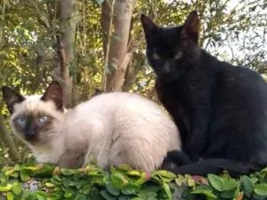 Gato raça Srd idade 7 a 11 meses nome Pudim e Dieta