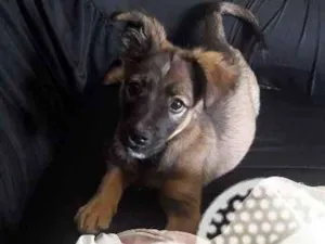Cachorro raça Vira lata com pastor alemão idade 2 a 6 meses nome Puff