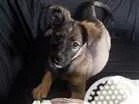Cachorro raça Vira lata com pastor alemão idade 2 a 6 meses nome Puff