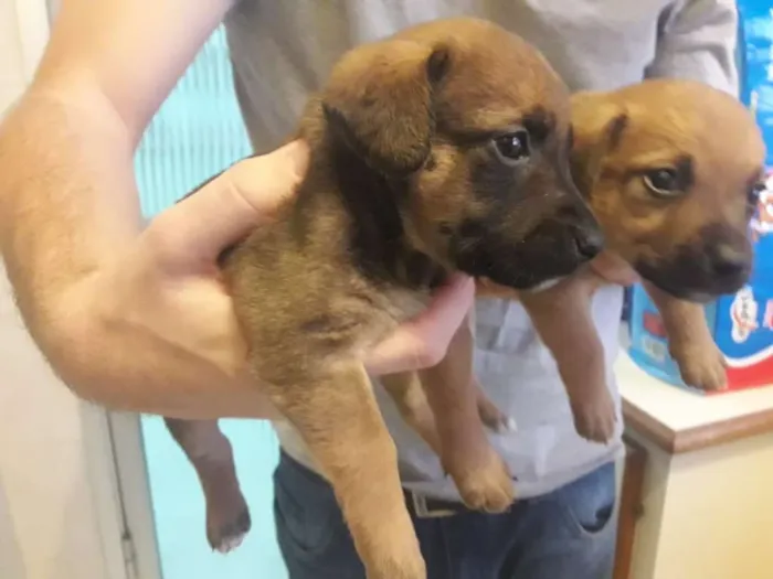 Cachorro ra a Sem raça  idade Abaixo de 2 meses nome Sem nome