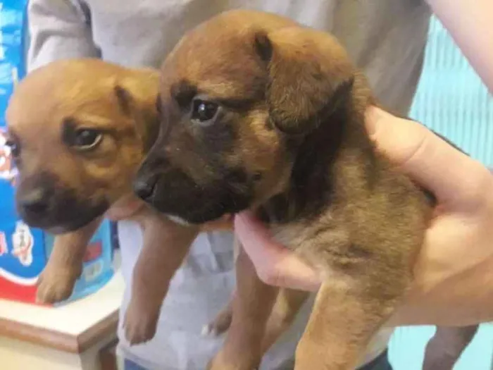 Cachorro ra a Sem raça  idade Abaixo de 2 meses nome Sem nome
