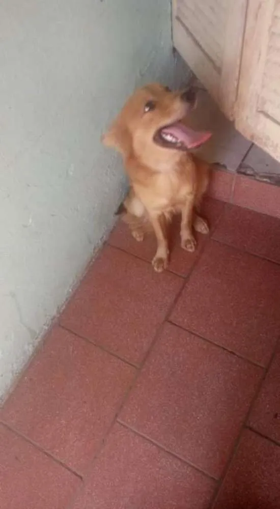 Cachorro ra a Sem raça definida  idade 1 ano nome Bebezinha