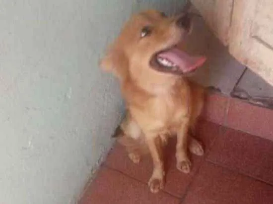 Cachorro ra a Sem raça definida  idade 1 ano nome Bebezinha