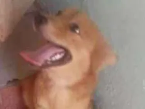 Cachorro raça Sem raça definida  idade 1 ano nome Bebezinha