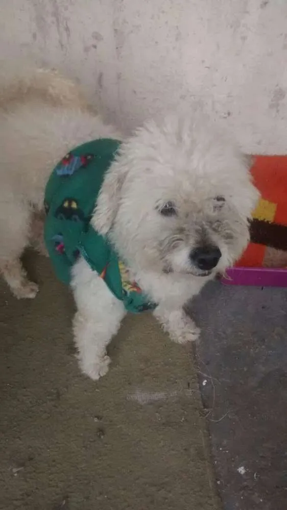 Cachorro ra a  poodle idade 4 anos nome desconheço