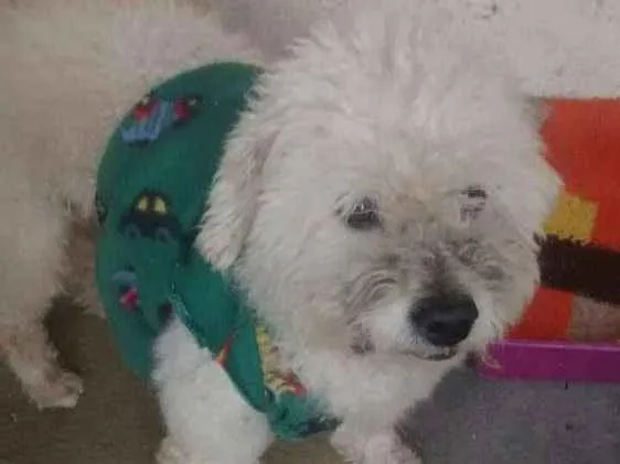 Cachorro ra a  poodle idade 4 anos nome desconheço