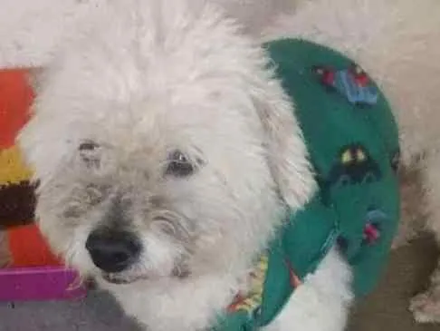 Cachorro ra a  poodle idade 4 anos nome desconheço