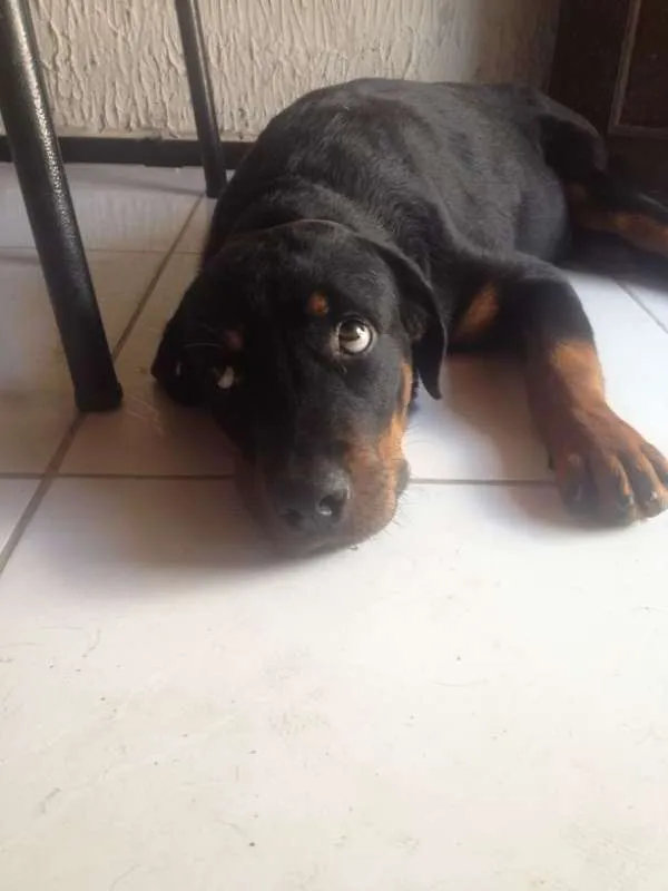 Cachorro ra a Rottweiler idade 2 a 6 meses nome Zeus