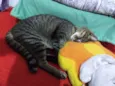 Palito