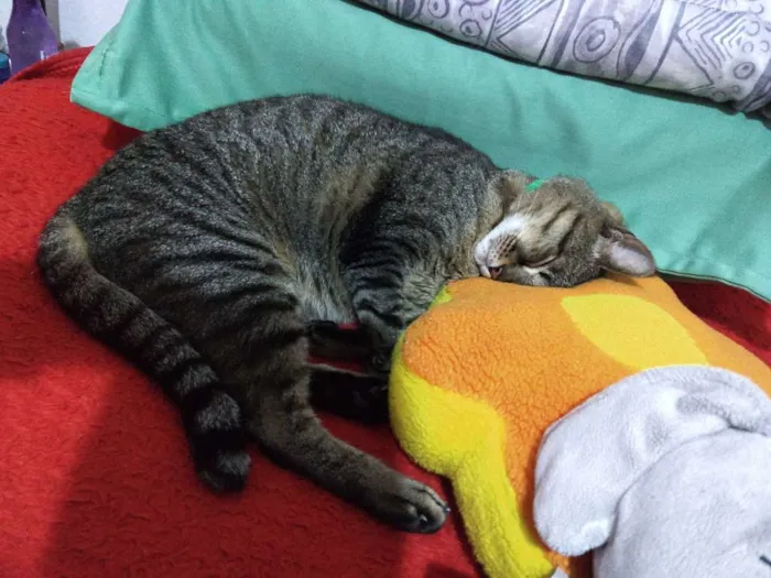 Gato ra a Não pefinida idade 6 ou mais anos nome Palito