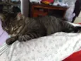 Palito