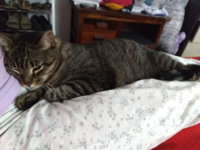 Gato ra a Não pefinida idade 6 ou mais anos nome Palito