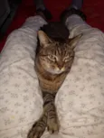 Palito