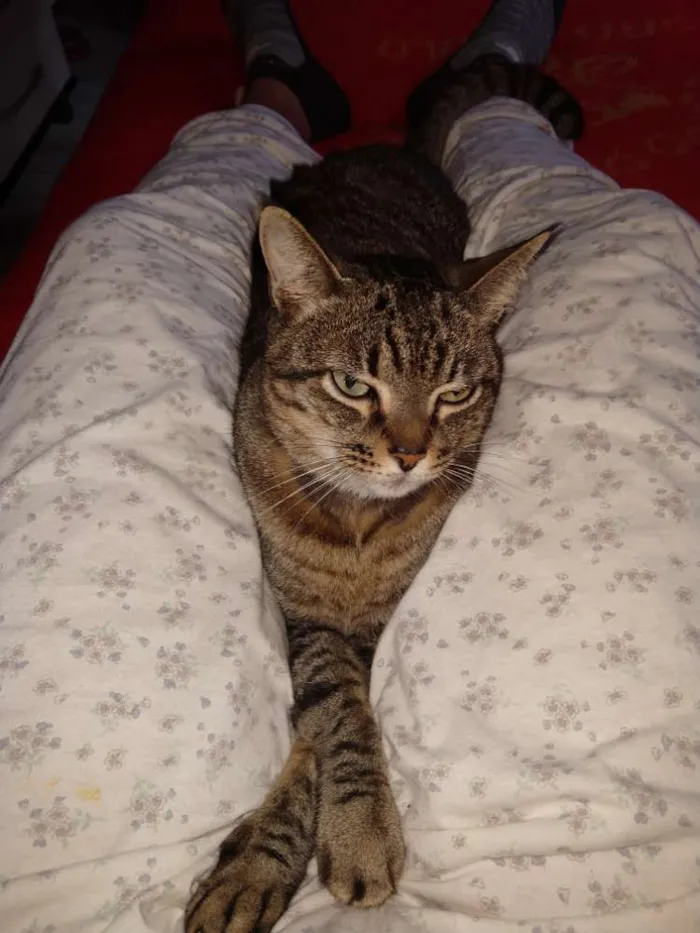 Gato ra a Não pefinida idade 6 ou mais anos nome Palito