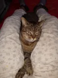 Palito