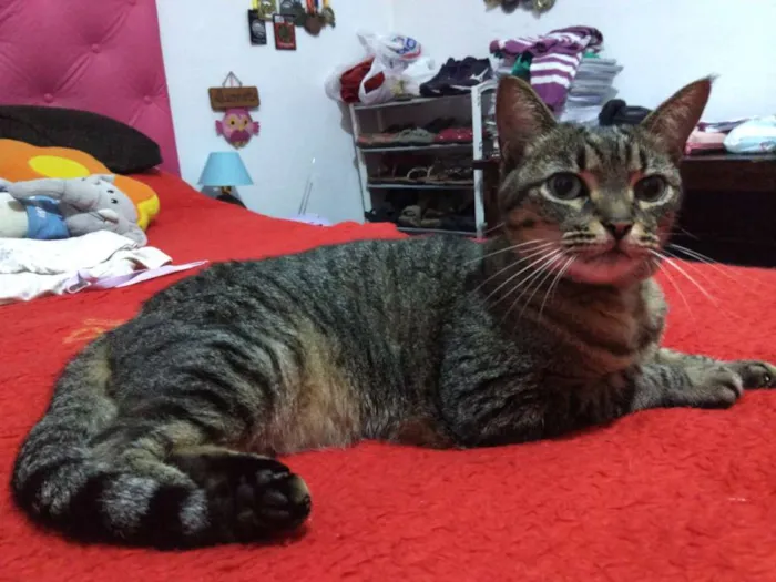 Gato ra a Não pefinida idade 6 ou mais anos nome Palito