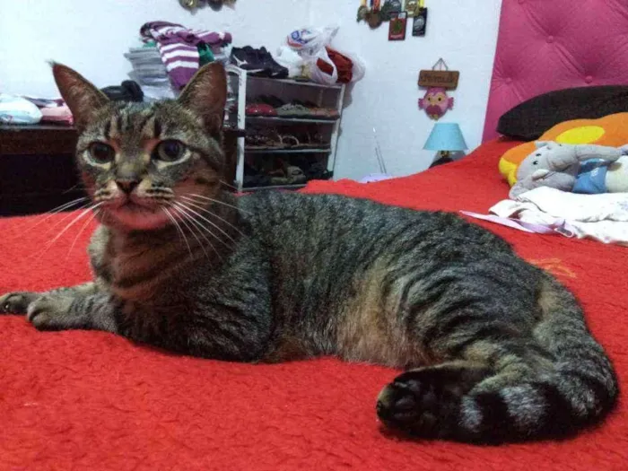 Gato ra a Não pefinida idade 6 ou mais anos nome Palito