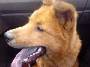 Cachorro raça Chow Chow misturado  idade 3 anos nome Bantity