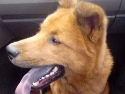 Cachorro raça Chow Chow misturado  idade 3 anos nome Bantity