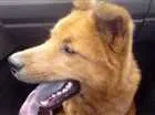 Cachorro raça Chow Chow misturado  idade 3 anos nome Bantity